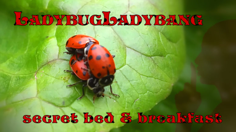 ladyBugs