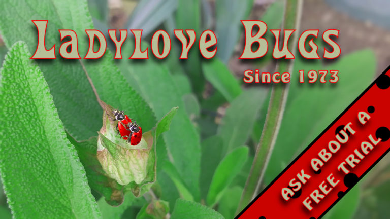 ladyBugs2