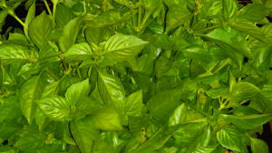 basil_2018