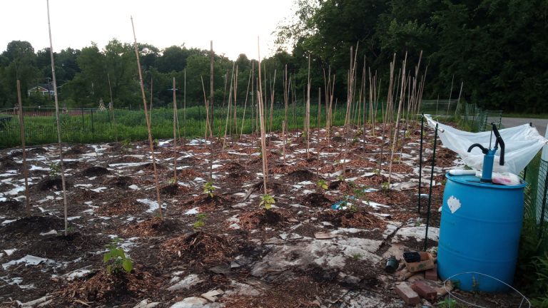 Garden Plot 2 June 2019