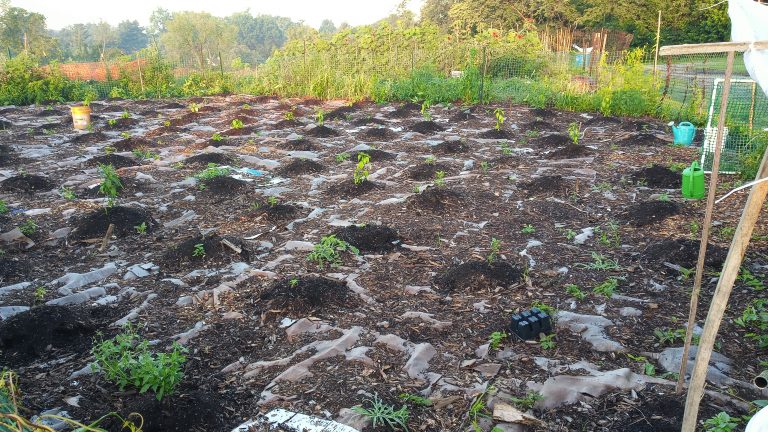 Garden Plot 1 June 2019