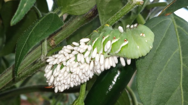 hornwormCloseup
