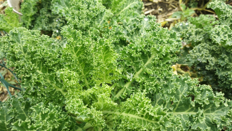 kale2