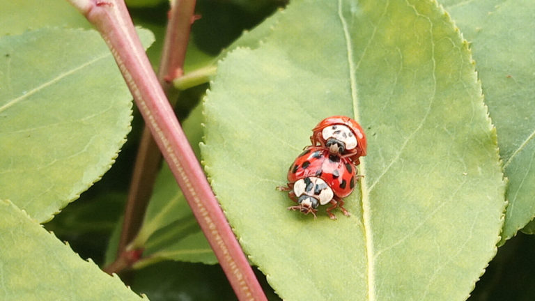ladybugs