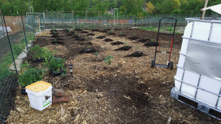 Garden Plot 2 June 2020