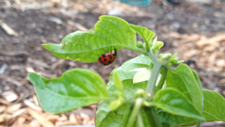 ladybug