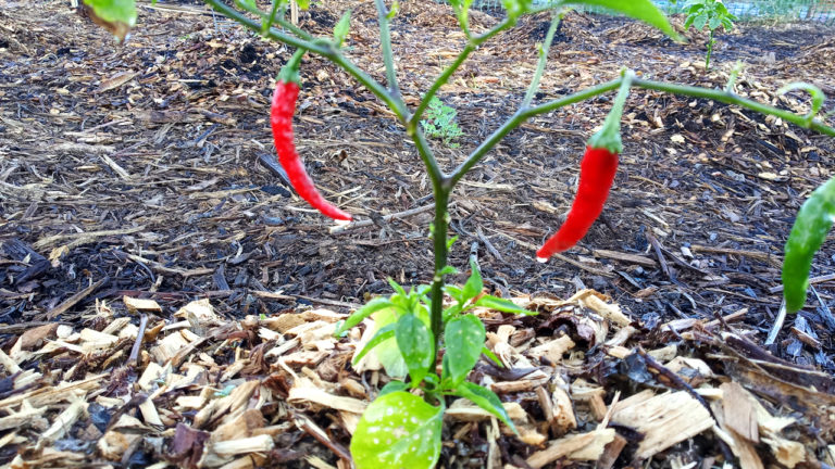 peppers1