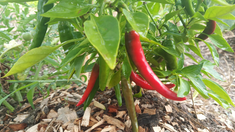 cayenne
