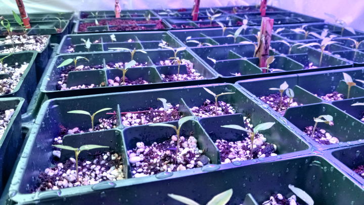 seedlings